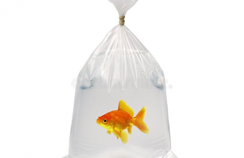 Goldfish in a bag