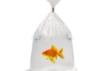 Goldfish in a bag